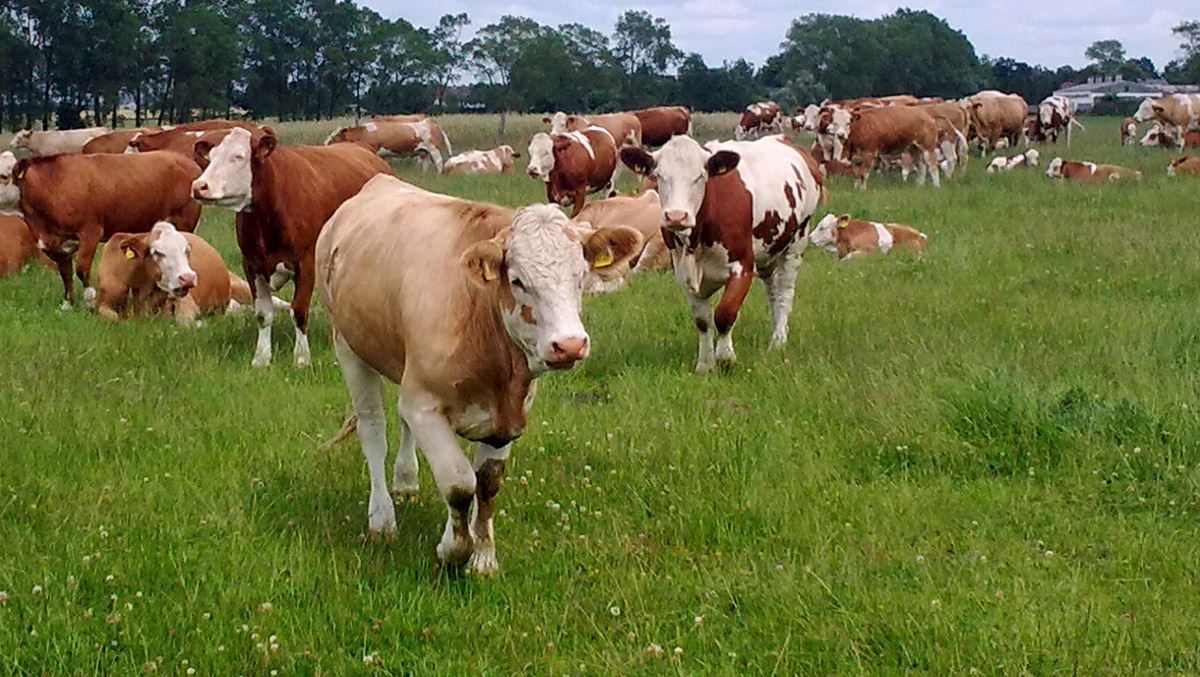 Agrargenossenschaft Bartelshagen I e.G. - Rinder Produktion