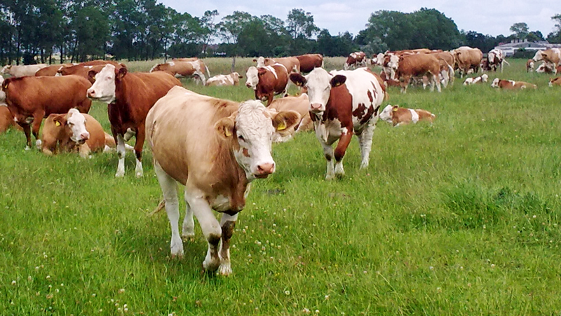 Agrargenossenschaft Bartelshagen I e.G. - Rinder Produktion